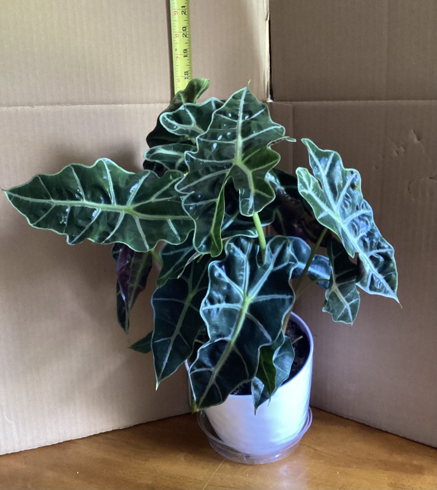 African Mask Alocasia Houseplant