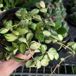 Hoya heuschkeliana In 4 Inch Pot Beautiful Variegated Leaves -Flowering Plant 