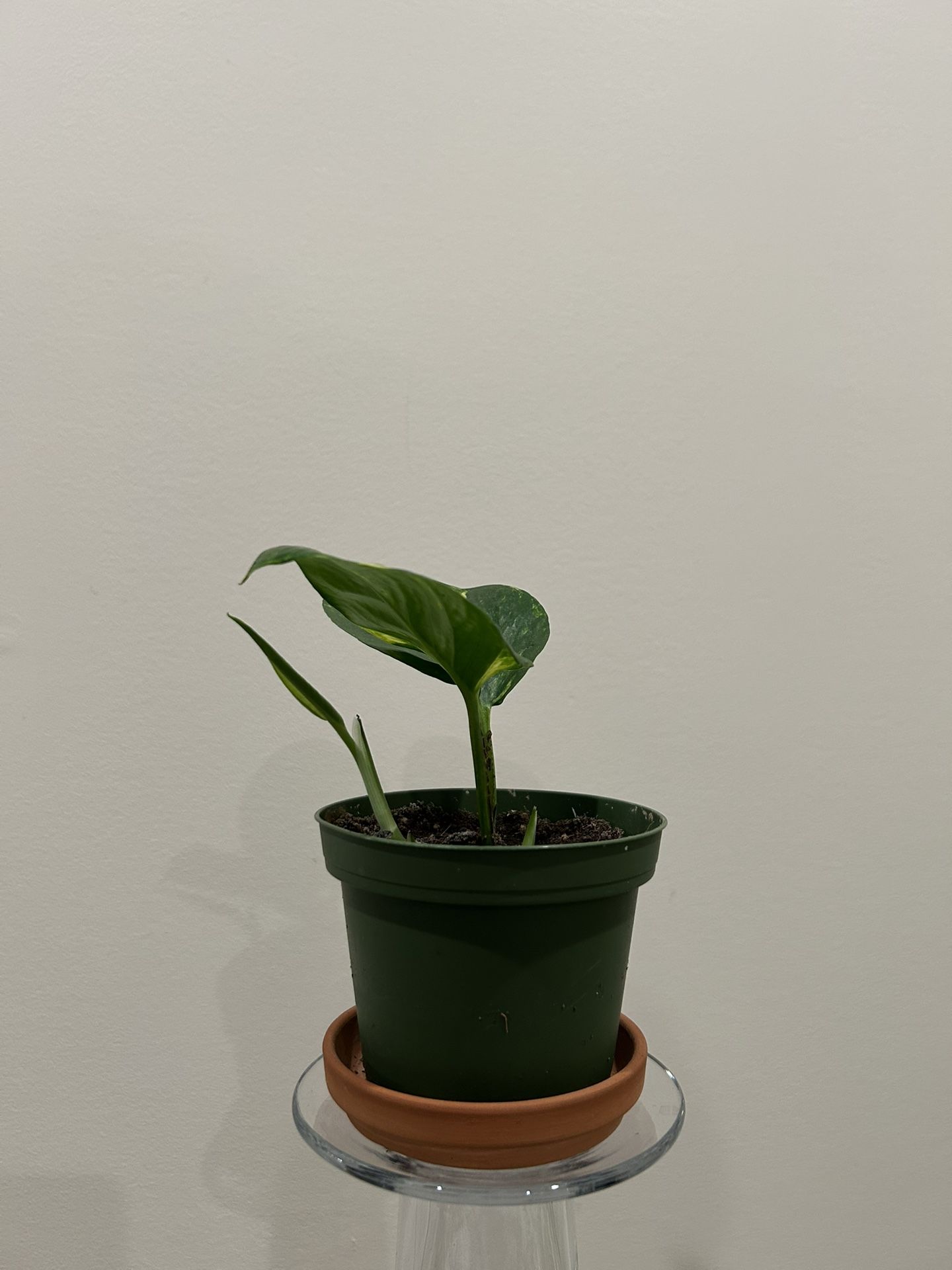 baby pothos plant