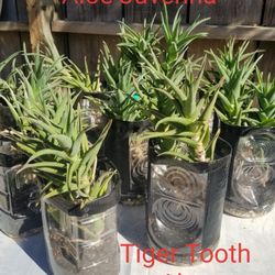 Tiger Tooth Aloe Plant  ×Juvenna×