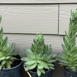 Succulent Plant !!! 5 Each 