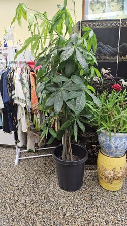 Money Tree 