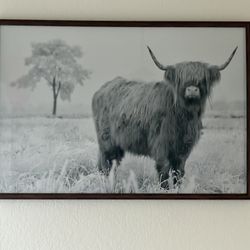 Black And White Highland Cow Picture