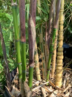 Bamboo Plants For Sale