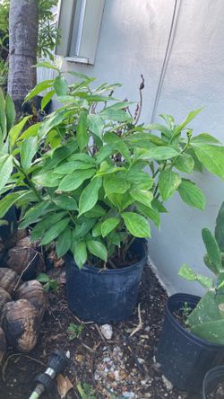 Plantas