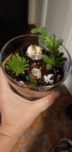 Terrariums