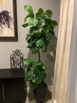 Faux fig tree