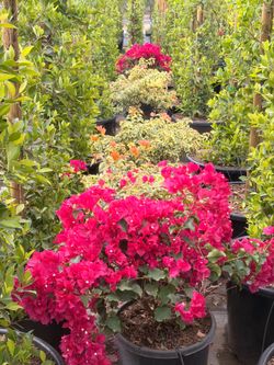 Bougainville bush 15 gal