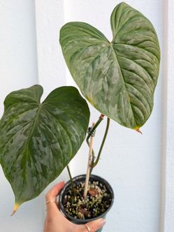 Philodendron Sodiroi Plant 4" Pot - Indoor House Plants
