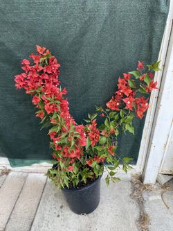 Red Fire Bougainvillea, Veranera, Camellina Outdoor Plant , In 5 Gallóns Pot Pick Up Only