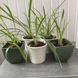 Spider Plants In Small Pots