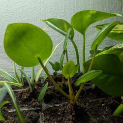 Money Plant Rooted Cuttings
