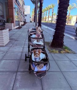 Double Pet Stroller
