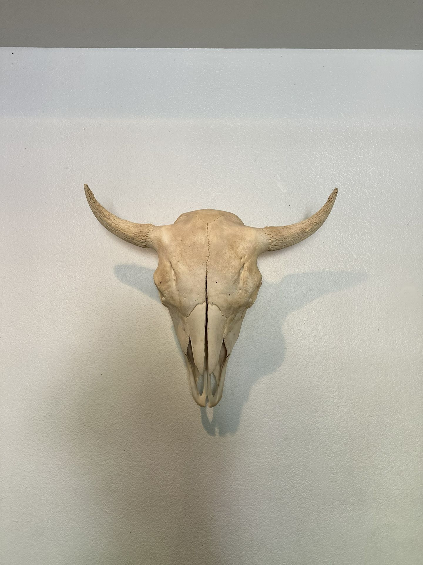 Buffalo Skull