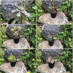 Succulents Together OBO $55