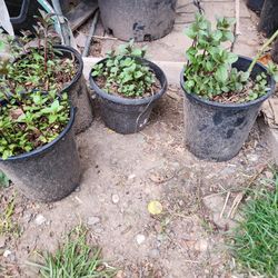 Chocolate Mint Plants