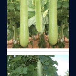 Opo Upo Fuzzy Gourd Squash Fully Grown Plant Ready To Yield Hundreds Of Fruits