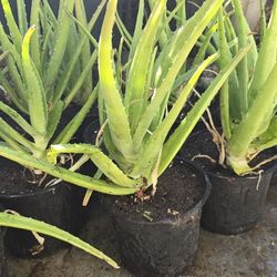 Aloe Vera Plants 