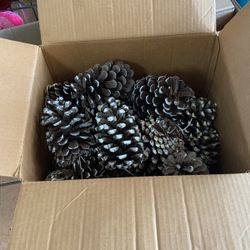 Pine cone Large
