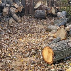 Free OAK Firewood 