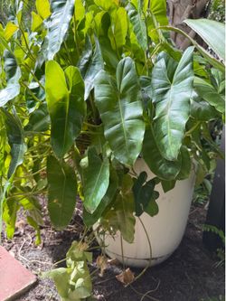Large Philodendron plant for sale