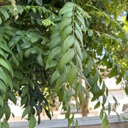 Curry Leaves For Less