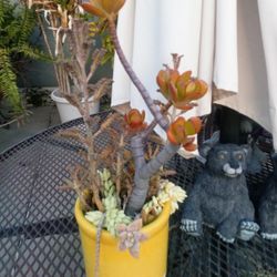 Table Top Mixed Succulant Plants In A Pot $10