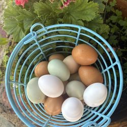 Pasture Raised Eggs 🍳 