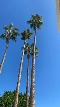 palm and landscape trimeos