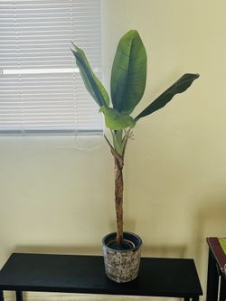 House Plant With Vase 