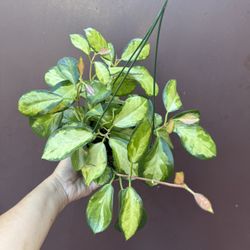 6” Hoya Lisa