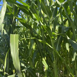 Corn Husk/ Hoja De Maíz 