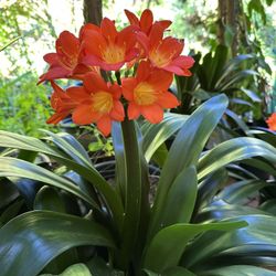 Orange Clivia Miniata Indoor Plants