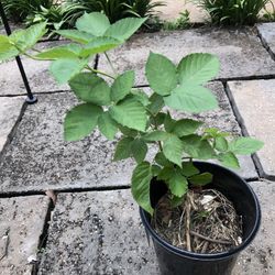 2 Years Old Blackberry Plant