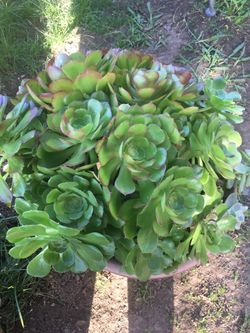 Aeoniums