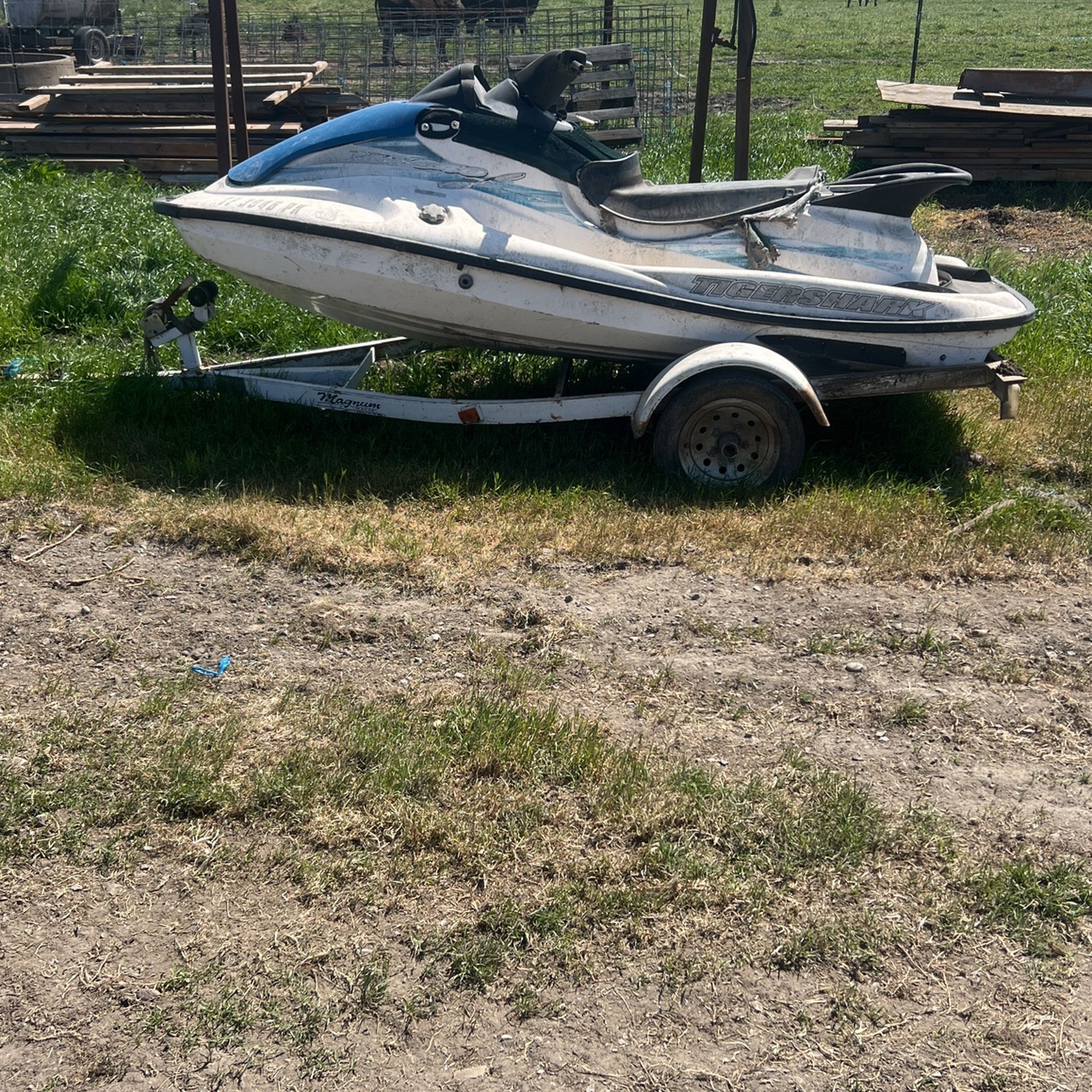 Jetski Tiger shark 