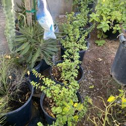 Planta De La Abundancia Cada Una