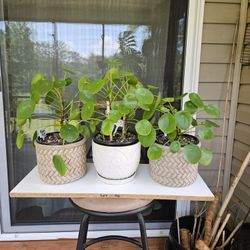 Chinese Money Plants