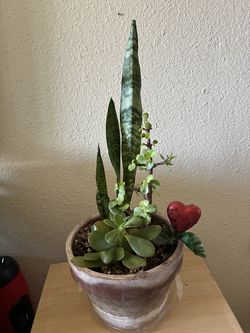 Plant 🪴 varieties