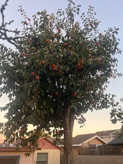 Persimmons for Sale