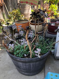 Barrel planter with succulent
