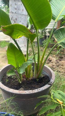 Planta De White Bear $80  Y Si Gustan Se Pueden Llevar La Pura Planta Sin La Maceta Por $60 La Planta