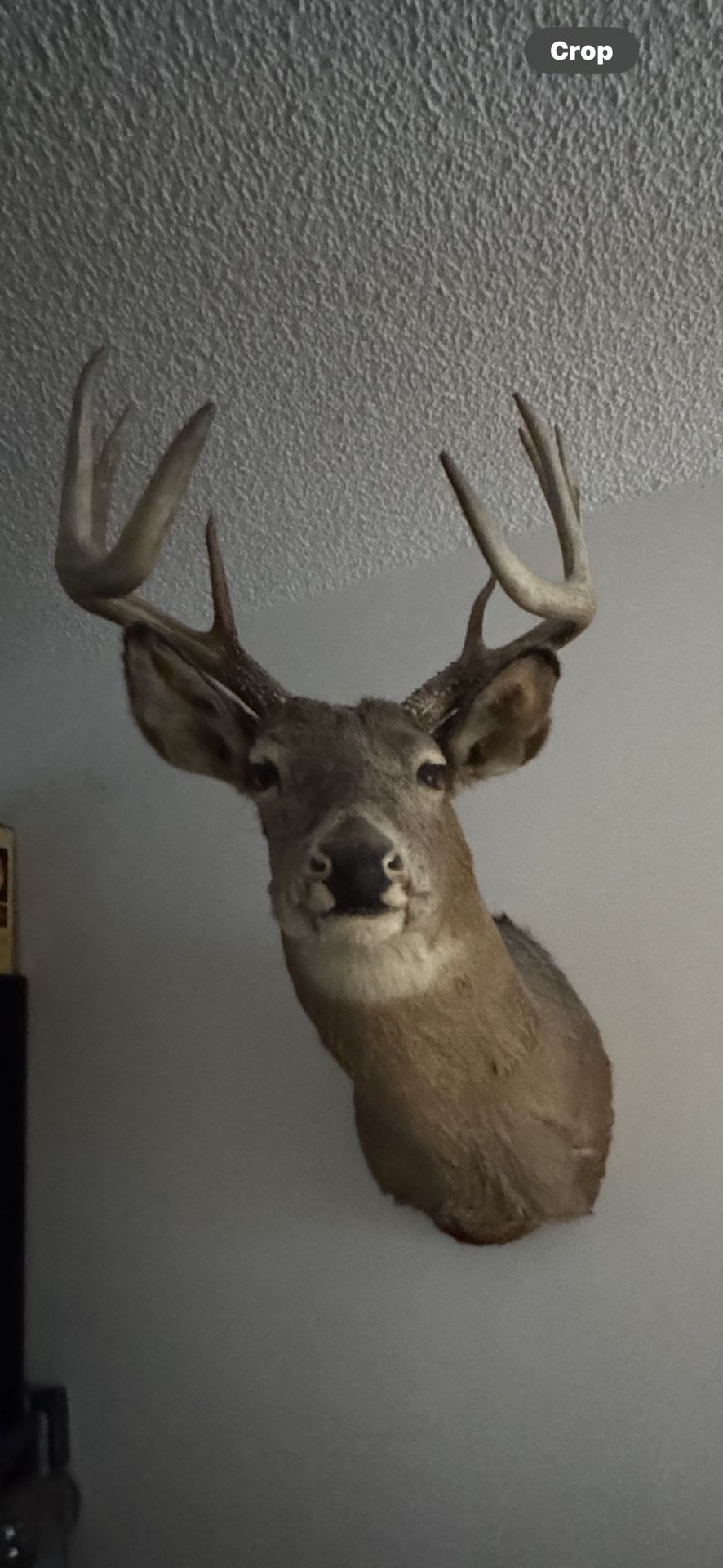 Extra Large Taxidermy Deer Shoulder Mount - Excellent Condition - Originally $1299