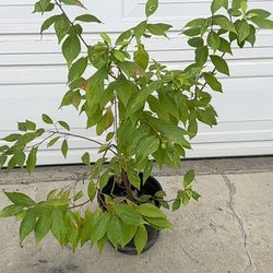 Plant