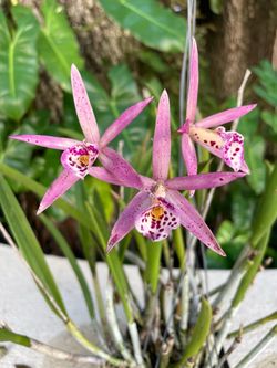 Orchid in bloom