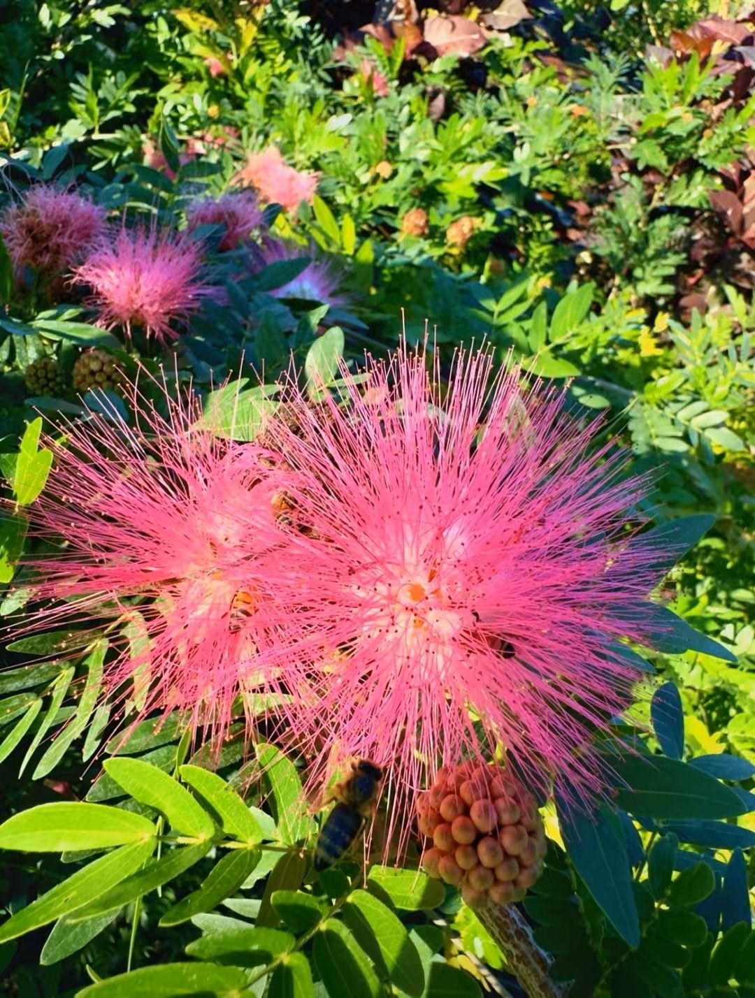 ❤️ Plant: Red Podopours (Calliandra) 