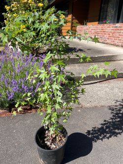 Young Japanese Maple Tree