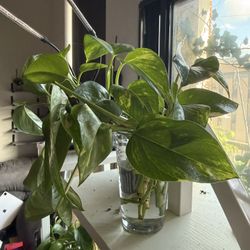 Golden Pothos Cuttings 