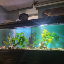 FISH  TANK DECORATION 