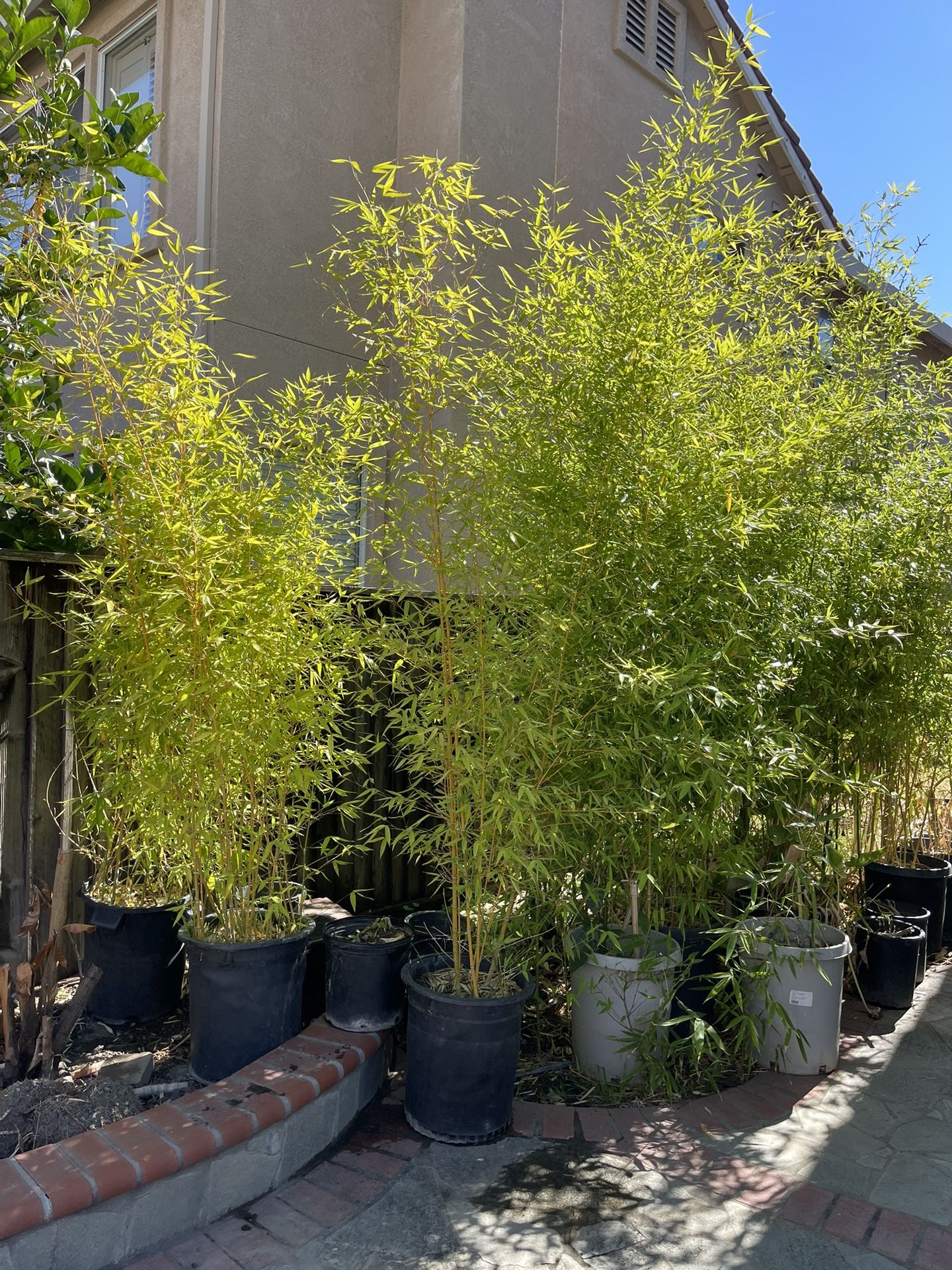 Golden Bamboo $80 Each 15 Gal Pot